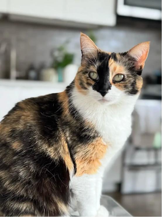 凌晨“激战”,谷歌亮相新模型,OpenAI紧急甩出GPT-4o动动嘴就能P图,网友:又要感谢DeepSeek了