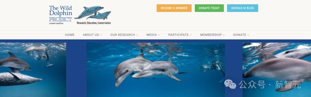 谷歌AI成功破解海豚语，海洋版ChatGPT来了，掀人类跨物种交流革命
