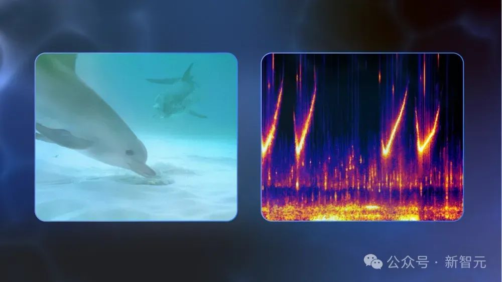 谷歌AI成功破解海豚语，海洋版ChatGPT来了，掀人类跨物种交流革命