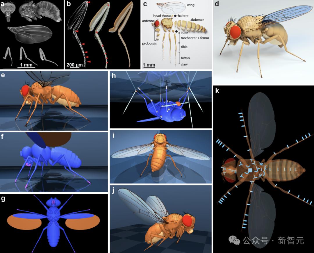 DeepMind果蝇登Nature,强化学习再立功,AI模拟飞行,逼真到腿毛颤抖