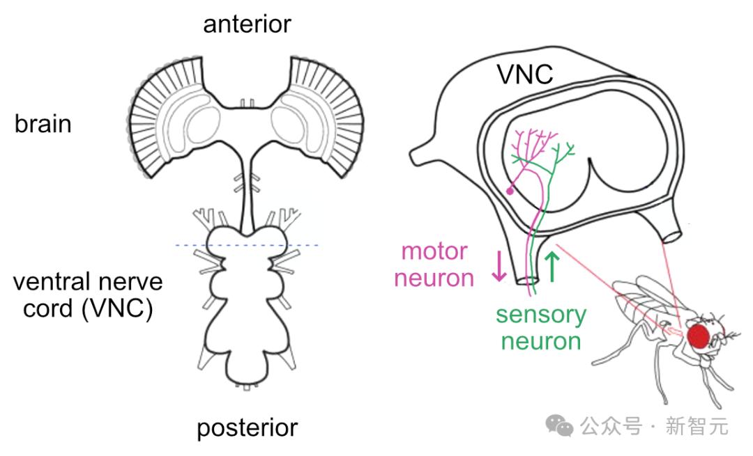 DeepMind果蝇登Nature,强化学习再立功,AI模拟飞行,逼真到腿毛颤抖