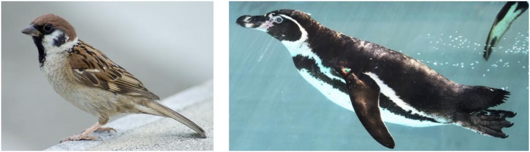 LeCun新作反杀AGI派!AI连「鸟」都搞不懂,拿什么超越人类?