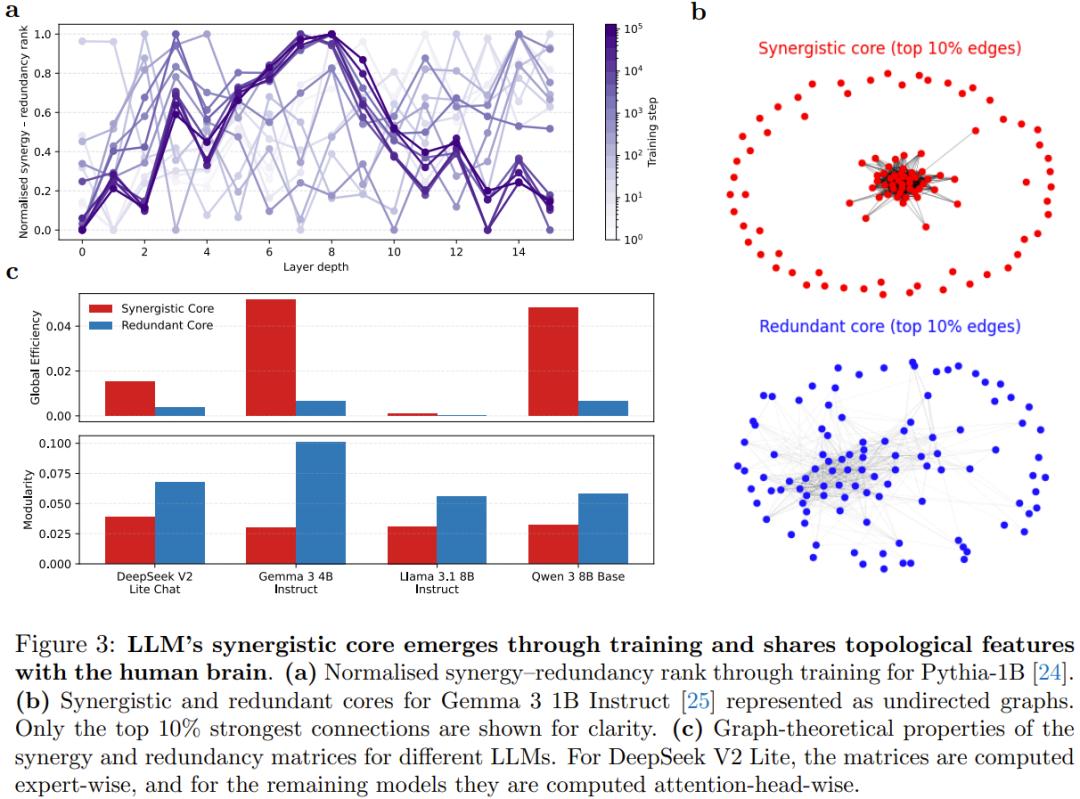 大模型长脑子了？研究发现LLM中层会自发模拟人脑进化