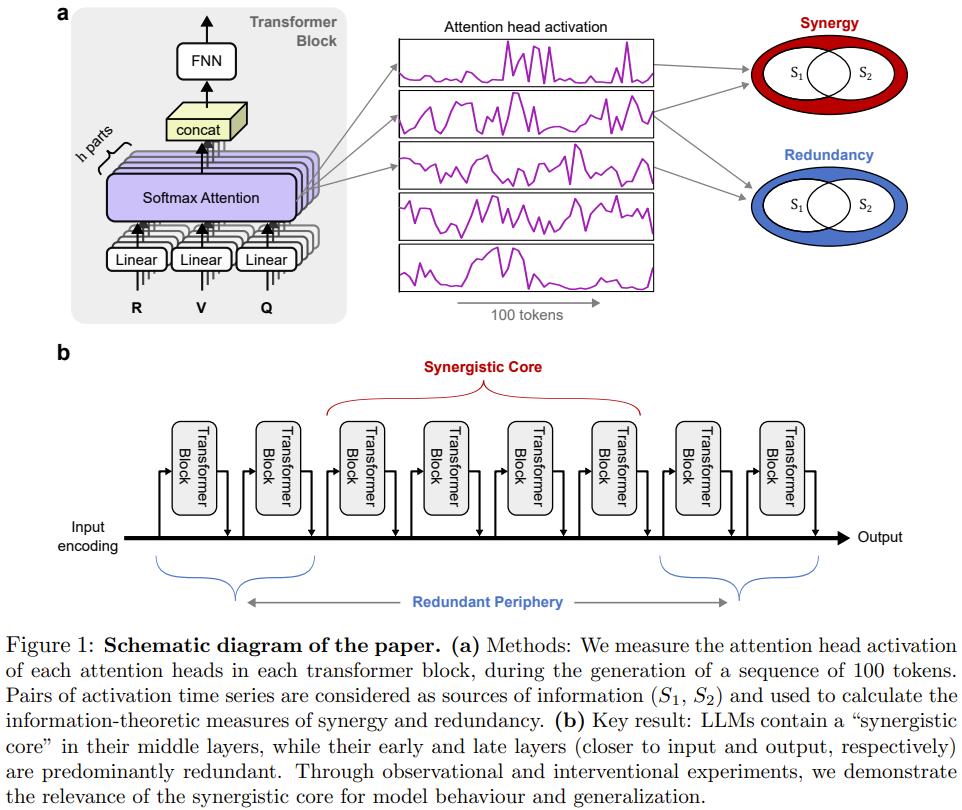 大模型长脑子了？研究发现LLM中层会自发模拟人脑进化