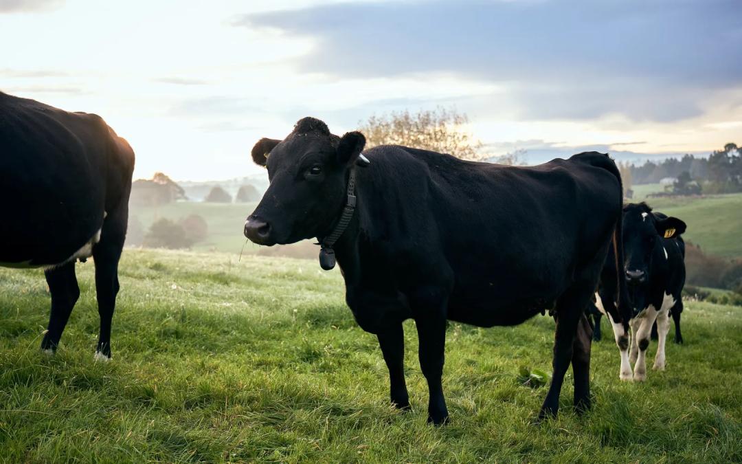 硅谷大佬抢着投，给奶牛戴AI项圈：估值20亿美元