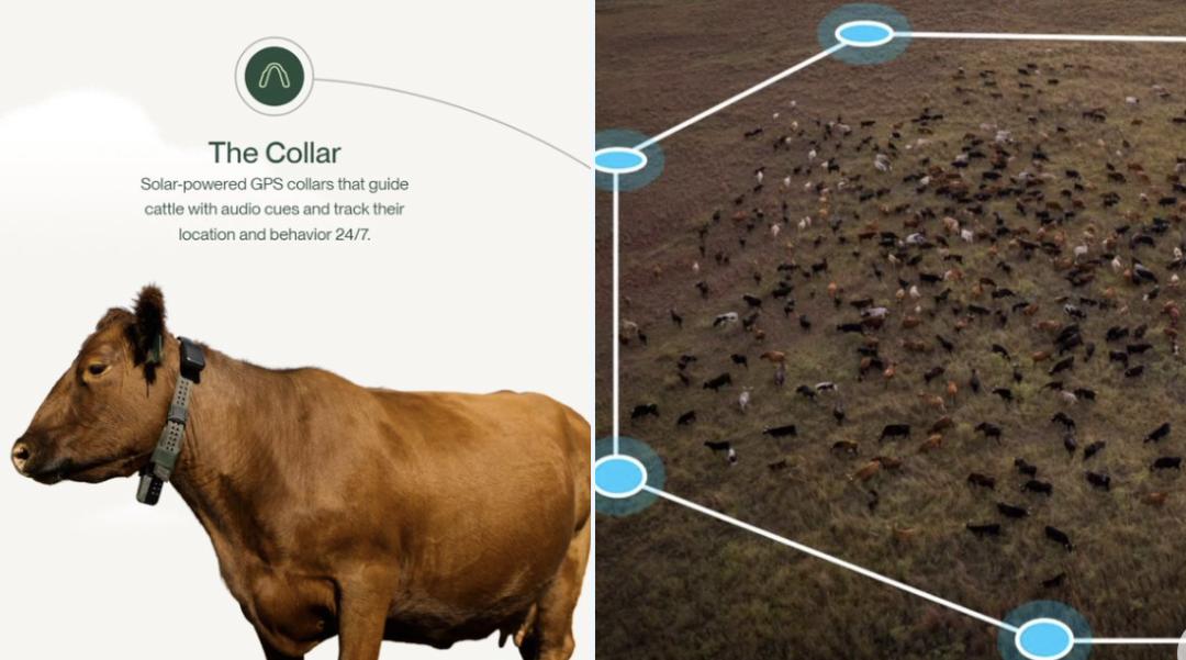 硅谷大佬抢着投，给奶牛戴AI项圈：估值20亿美元