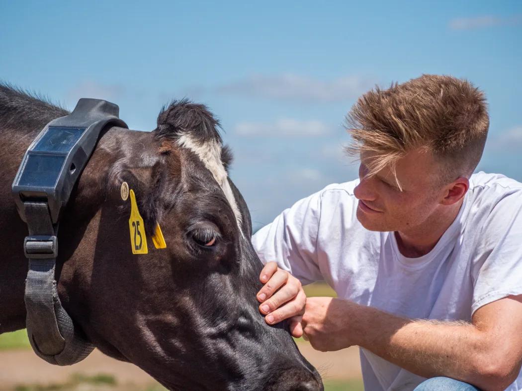 硅谷大佬抢着投，给奶牛戴AI项圈：估值20亿美元