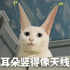 给iPhone背面贴个AI录音机,生意老好了