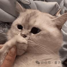 《Her》有形象了,给AI打视频电话,几乎无延迟,红杉YC投了
